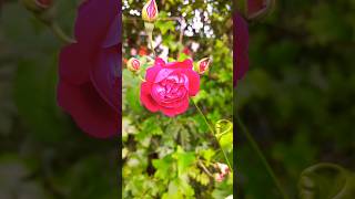Phool Tumhe Bheja Hai फूल तुम्हे भेजा है | Season Flowers Lata Mangeshkar,Mukesh | Nutan, Manish|