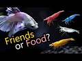 Can betta fish live with shrimp? 🦐 Will bettas eat shrimp?