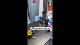 偷枣后续来喽#乌鸦 #萌宠日常记录 #手养鸟日常 #梅菲斯特