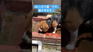 夏の訪れをお知らせするビーグル犬 #beagle #いぬ #夏