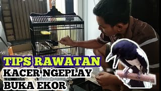 CARA CEPAT KACER NGOBRA BUKA EKOR BONGKAR ISIAN | TIPS RAWATAN KACER JUARA