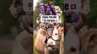 Cows parade in Switzerland | Désalpe in St-Cergue | Cows beauty contest Geneva Switzerland