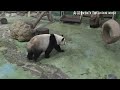 圓寶和圓圓坐在一起分食竹葉，母女在一起感情超好 熊貓貓熊the giant panda yuan yuan and yuan bao 台北市立動物園