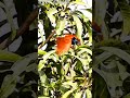 paradise flycatcher in action #Indian paradise flycatcher