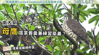 20220917 《南大安》母鷹（南小姐）窩某舊巢兼練習築巢？／黑冠理巢後繼續孵蛋【大安森林公園鳳頭蒼鷹Crested Goshawk】