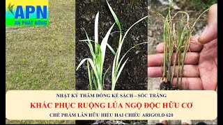 APN - KHẮC PHỤC RUỘNG LÚA NHIỄM CHẤT ĐỘC HỮU CƠ - LÂN HAI CHIỀU ARIGOLD 620 #ngodochuucotrenlua