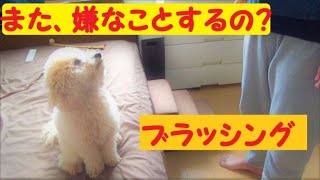 【トイプードル】ブラッシングが嫌いな愛犬に試して欲しい方法！