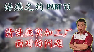 语燕之约 - PART 75 【 清洗燕窝加工厂面对的问题】是什么？市场吗？还是员工和经营成本？