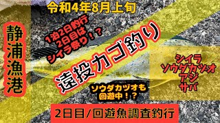 【静岡沼津静浦漁港・1泊2日釣行2日目/令和4年8月上旬・静浦漁港・カゴ釣り】