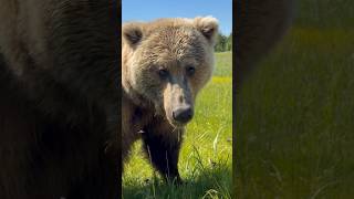 Big male Grizzly Bear 🐻 #alaska #grizzlybear #brownbear #bear #kodiakbrownbear #wildlife #hike