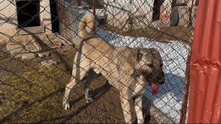 BIRAKSAN BOĞUŞMAZ DEDİLER -SONRA AYIRAMADILAR !!! Köpeğin kolunu kırıyordu !!!