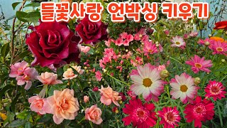 #들꽃사랑 언박싱 키우기 #향장미 #블랙매직동백 #방울기리시마철쭉 분갈이 노란피라칸사 #향카네이션