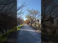 Autumn Street View (Kochi, Japan) | Nature Shorts Video #shorts