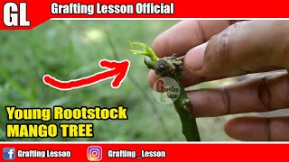 New Mango Tree Grafting Use Very Young Root stock