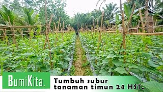 Timun subur !!! 24 HST, Setelah dilakukan pemangkasan | Bumi Kita.