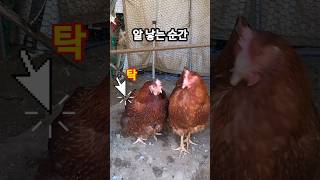 서서 초란 낳는 암탉 #주말농장 #닭키우기