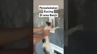 PENYELAMATAN KUCING DI AREA BANJIR #cat #catlover #banjir