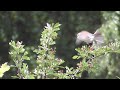 red backed shrikes male and female neuntöter männchen und weibchen