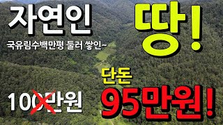 자연인 땅~이 가격실화냐?! 단돈 95만원~수백만평 국유림 둘러쌓인 나홀로 자연인 오지땅~경북 영양 매물 -찾경공-