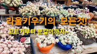 라울키우기의 모든것! 고르기부터 분갈이까지~  #라울키우기 #Sedum_ Clavatum #라울꽃대관리 #라울고르기 #라울분갈이 #라울흙 #라울잎꽂이 #라울삽목 #라울종류