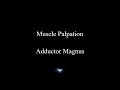 muscle palpation adductor magnus adductor group asmr new