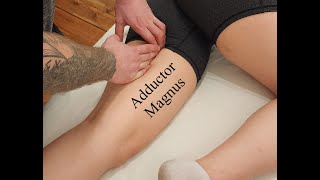 Muscle Palpation - Adductor Magnus (Adductor Group) [ASMR] [NEW]