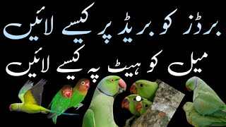 Indian ringneck breeding information/breeding tips/Urdu Hindi