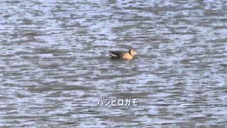 30秒の心象風景4280･今年初めてのカモ～ハシビロガモ～