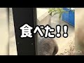 バッタを食べちゃうユキちゃん