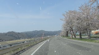 国道108号線沿いの桜並木（秋田県湯沢市）