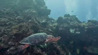 Plongée à Cozumel : Exploration des récifs coralliens et de la faune marine !