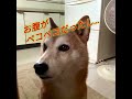 【柴犬・太郞】太郞くん、僕のおやつも…😀苦笑