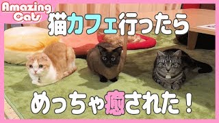 猫を飼っている人が猫カフェに行ったらめっちゃ癒された！　- I went to a popular cat cafe -