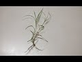 Plant 65 | Doorve | garike | ದೂರ್ವೆ|ಗರಿಕೆ ಹುಲ್ಲು |Bermuda Grass|Cynodon dactylon| Herbal & The plant