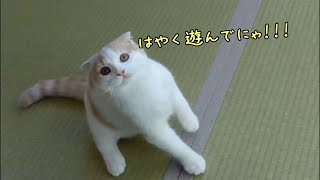 いつものおもちゃで遊ぶ子猫