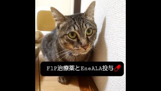 No.10【猫伝染病腹膜炎（FIP）治療薬とサプリメント「EneALA」の投与動画💊】