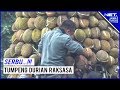 SERU..!!! Pesta Rakyat Tumpeng Durian Raksasa Di Jombang - NET. JATIM