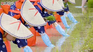 【御田植祭】日本人なら大切にしたい豊穣の儀式