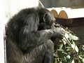 チンパンジーの食事 ＠東山動物園