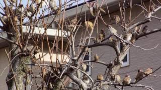 柿の木に雀の大群 / Horde of sparrows in persimmon trees