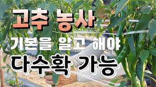 고추 병충해 기본을 알고해야 다 수확 가능 ,고추 영양제,석회결핍증,