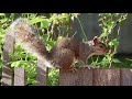 relaxing music for stress relief squirrels 3 hours of calming meditation study sleep music