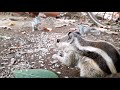 relaxing music for stress relief squirrels 3 hours of calming meditation study sleep music