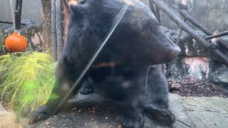 お顔がかわいい♪ツキノワグマ【‎2024年‎11月21日】【上野動物園】