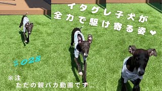 全力で駆け寄るイタグレ子犬♡【イタリアングレーハウンド】麦ちゃん