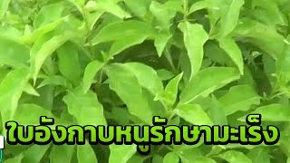 ชาวบ้านแห่เก็บใบอังกาบหนูรักษามะเร็ง | 16-08-61 | ข่าวเช้าไทยรัฐ