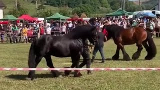 IZLOŽBA KONJA PASTUVA ZA POBJEDNIKA DOBIJO 15.000 EVR.I NEDA GA