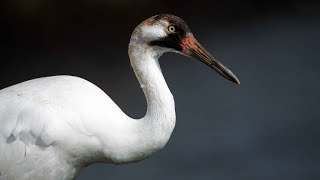 Fall Migration: Saskatchewan Cranes