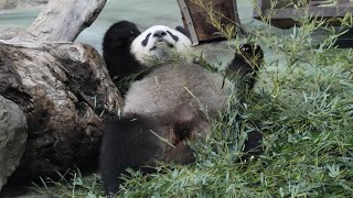 20230601 圓仔竹葉真對味 躺吃定格歇一會(早餐) Giant Panda Yuan Zai