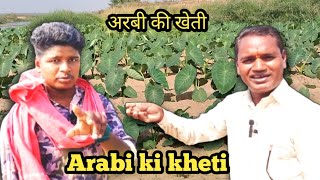 arabi ki kheti#अरबी की खेती